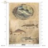 ryba, ryby, wędkarstwo, wędkowanie, łowienie ryb, woda, retro, fish, water, fishing, Fisch, Wasser, Angeln, pez, agua, pesca